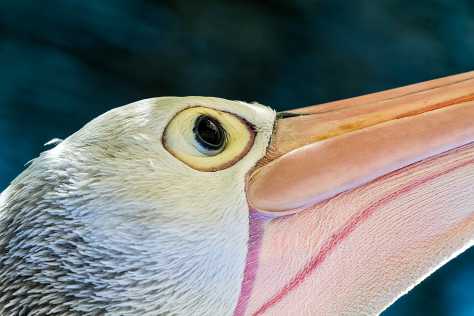 Pelican-Portrait-2