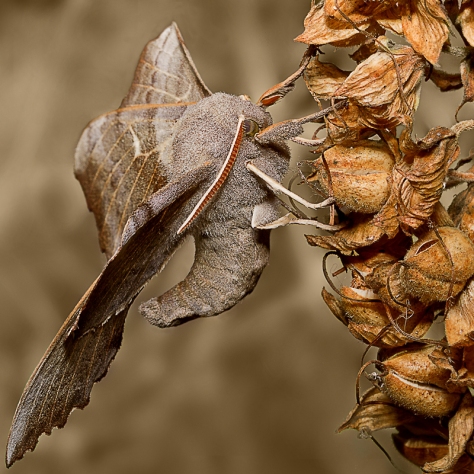 Poplar Hawk moth Macro