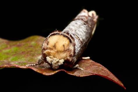Buff Tip moth