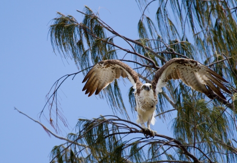 Australian Eastern Osprey taking off