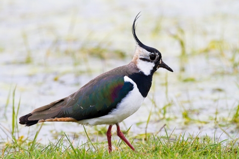 Northern Plover or Peewit