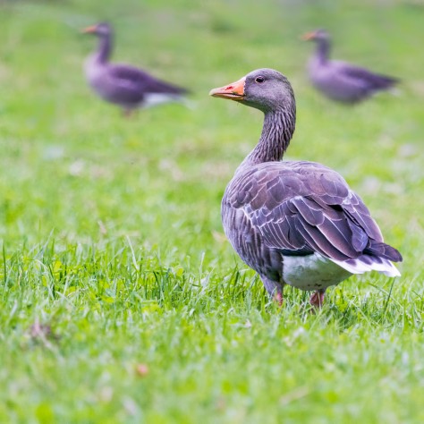 Wild Bird Wednesday Greylag Geese